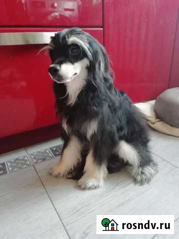 Китайская хохлатая собака Омск - изображение 1