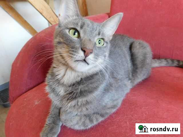 Кастрированный котик Ульяновск - изображение 1