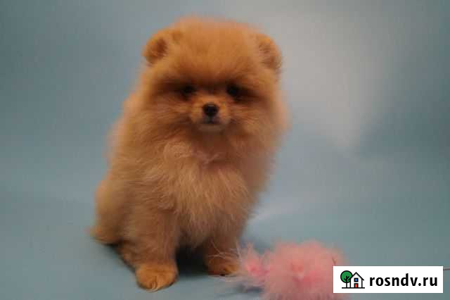 Персиковая шпицуля Нижний Новгород - изображение 1