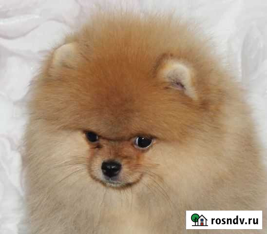 Шпиц померанец Пермь - изображение 1