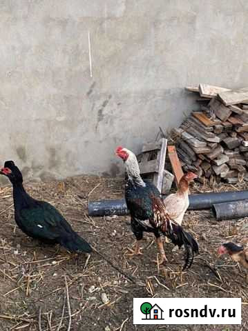 Бойцовые петухи Махачкала - изображение 1