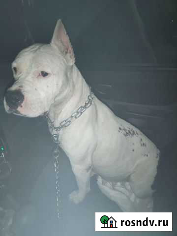 Собака Новочеркасск - изображение 1
