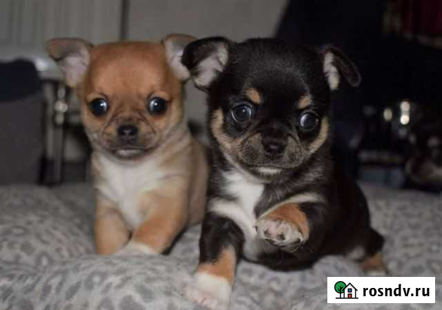 Щенки Чихуахуа Астрахань - изображение 1