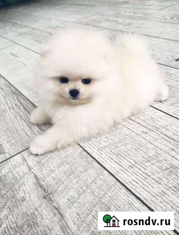 Померанский шпиц мини Саратов - изображение 1