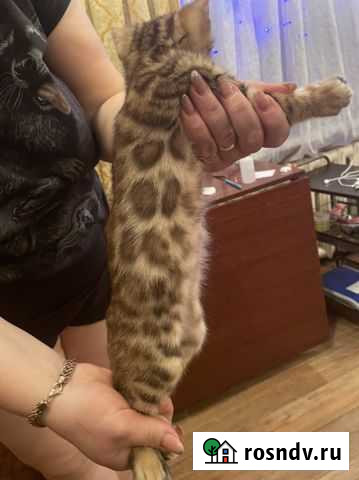 Бенгальская Прокопьевск - изображение 1