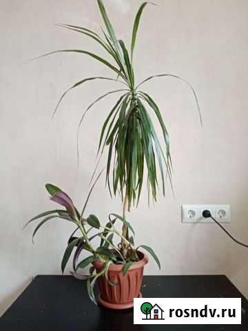 Драцена Верхняя Пышма - изображение 1