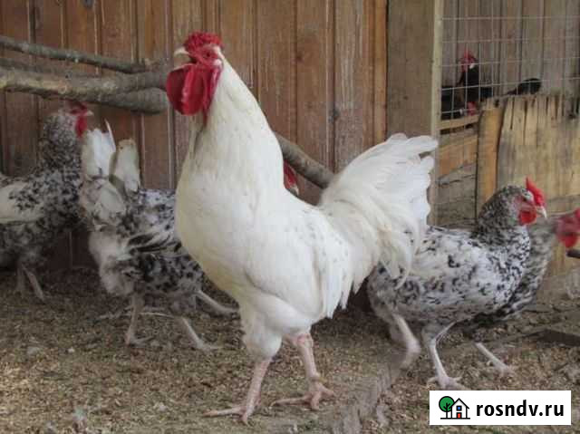 Пушкинская, Кучинская Мамадыш - изображение 1