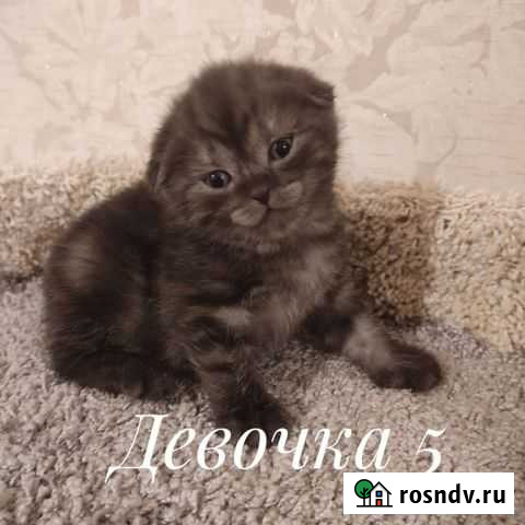 Шотландские вислоухие котята Иркутск - изображение 1