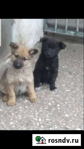 Собака в добрые руки щенок Симферополь - изображение 1