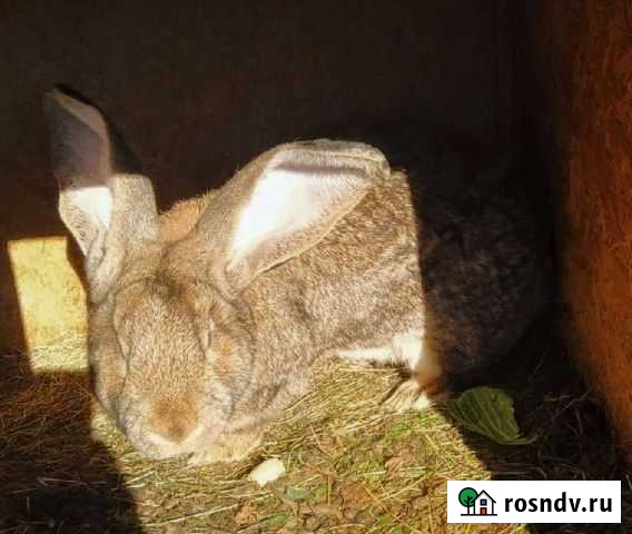 Кролики на мясо Первомайский - изображение 1