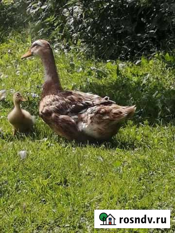 Утки утята Луга - изображение 1