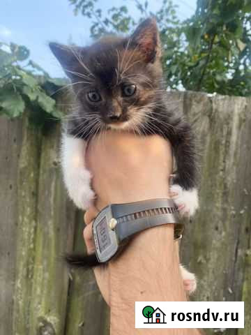 Кошка Брянск - изображение 1