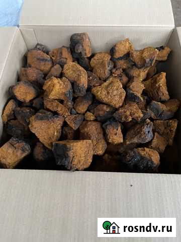 Березовый гриб чага Пермь - изображение 1