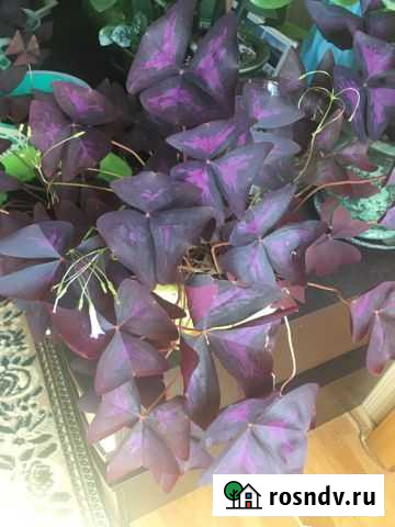 Оксалис кислица цветок-бабочка Курск - изображение 1