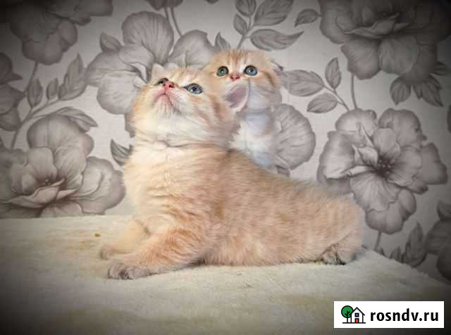 Золотая девочка Смоленск - изображение 1