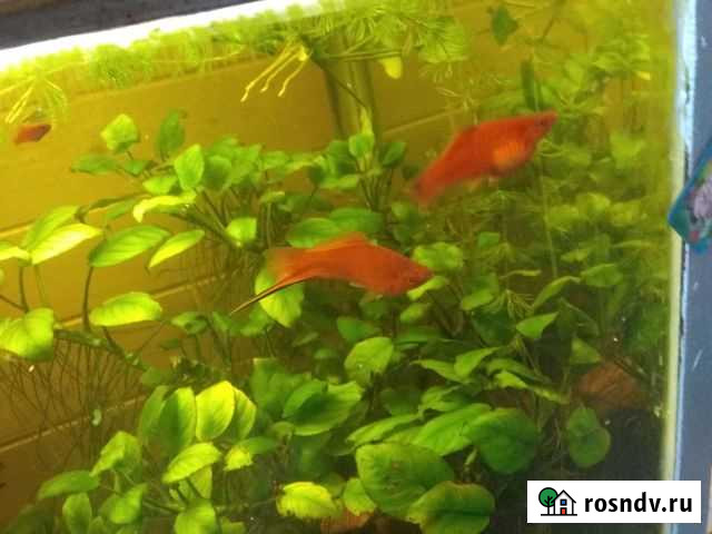 Рыбки для аквариума Павловская Слобода - изображение 1