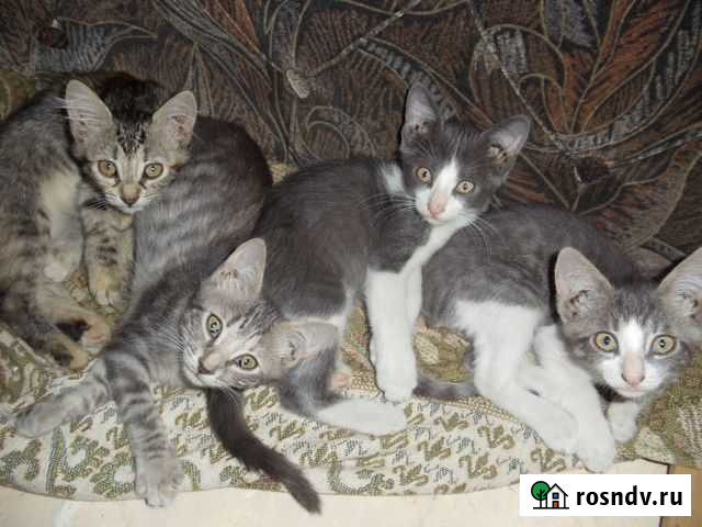 Котята Гостагаевская - изображение 1