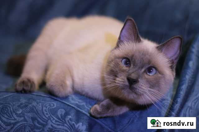 Подрощенный котик той-боб Нижний Новгород - изображение 1