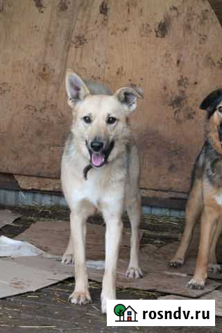 Собака Лара Уфа - изображение 1