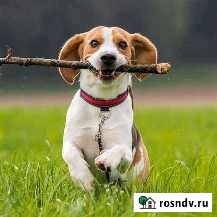 Кинолог. Коррекция поведения собак Брянск - изображение 1