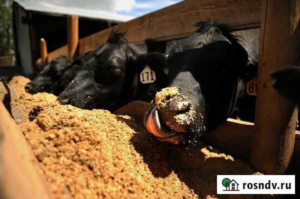 Пивная дробина(варёный ячмень) на корм крс Заворонежское - изображение 1