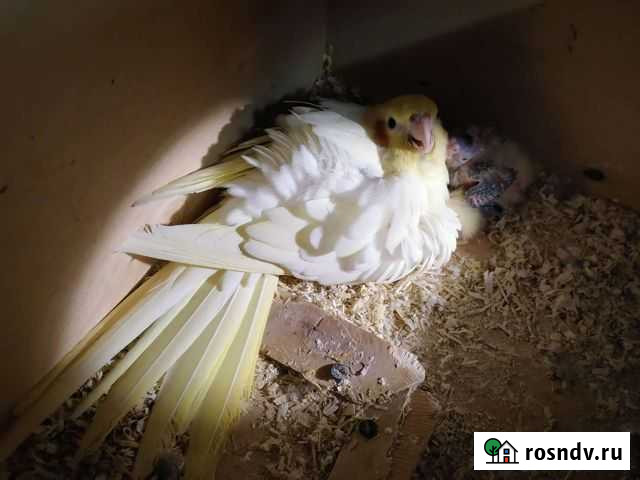 Корелла Козловка - изображение 1