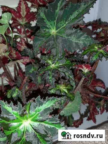 Бегония(Королевская, Тигровая) Камень-на-Оби - изображение 1