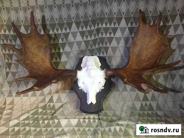 Продам рога лося Вожега - изображение 1