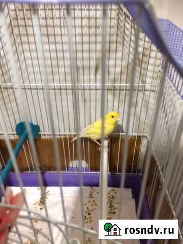 Кенарь Алатырь - изображение 1