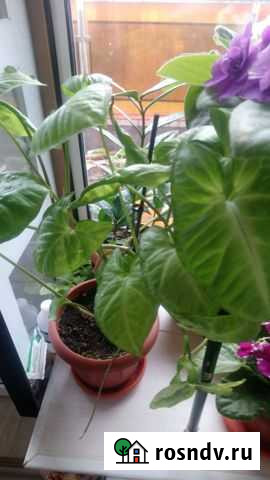 Сингониум фиалки разные очень красивые есть детки Бугры - изображение 1