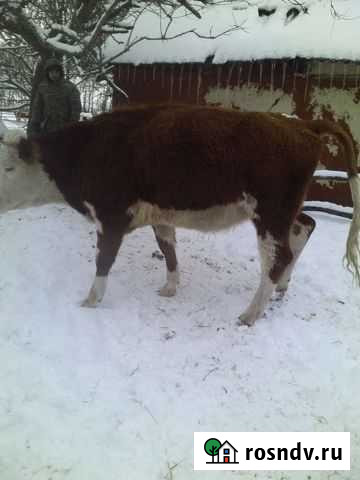 Телки стельные Каменка - изображение 1