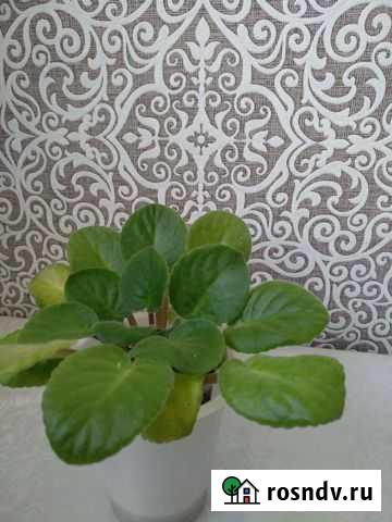 Фиалка Альметьевск - изображение 1