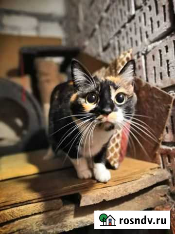 Кошки Калининград - изображение 1