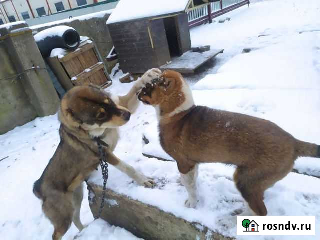 Среднеазиатская овчарка Васильково - изображение 1