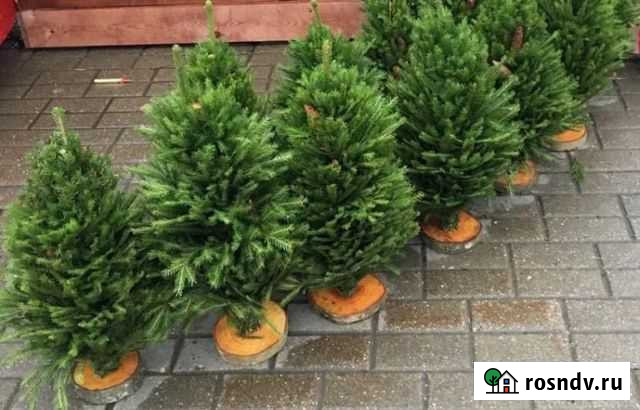 Ёлка Рязань - изображение 1