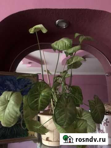 Плющ Чита - изображение 1