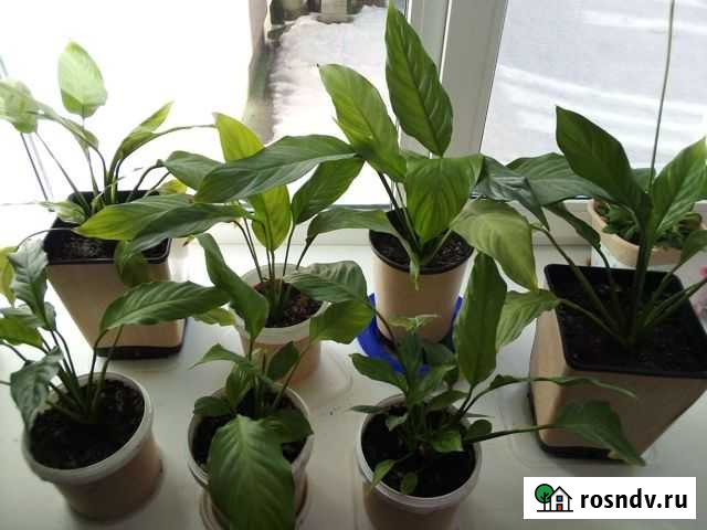 Спатифиллум Брянск - изображение 1