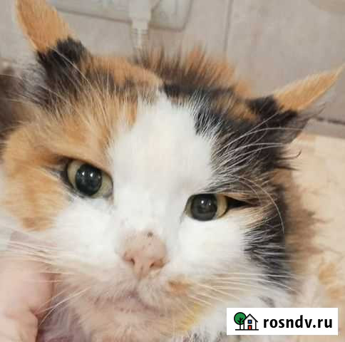 Стерилизованная кошка Керчь - изображение 1