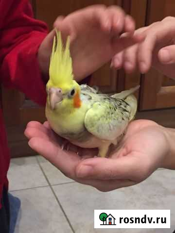 Птенцы корелла Мальчик с Клеткой Москва - изображение 1