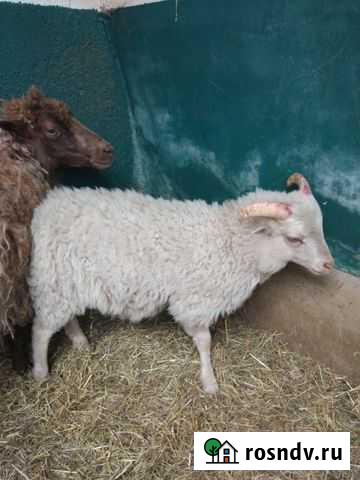 Миниатюрный баран Москва - изображение 1