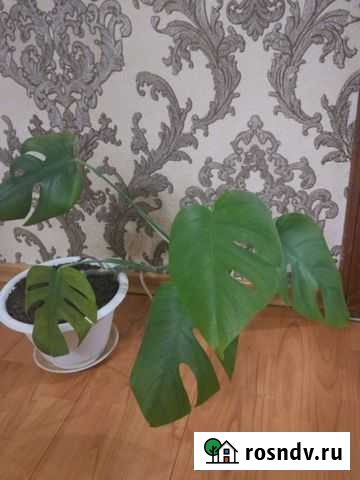 Фиалка, монстера, фикус Ухта - изображение 1