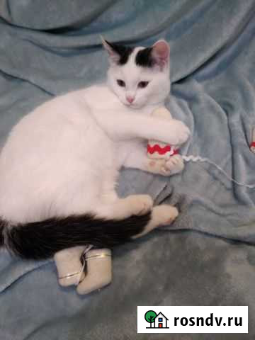 Котята Барнаул - изображение 1