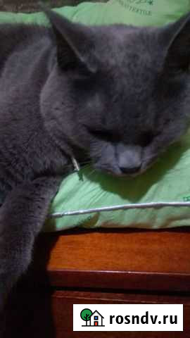 Русская голубая в добрые руки Волгоград - изображение 1