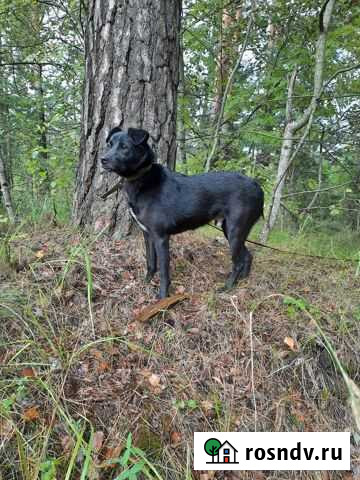 Некрупный песик в добрые руки Орехово-Зуево - изображение 1