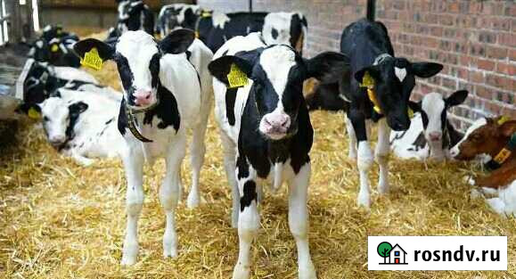 Продаем телочки и бычки от 1 месяца Лабинск - изображение 1