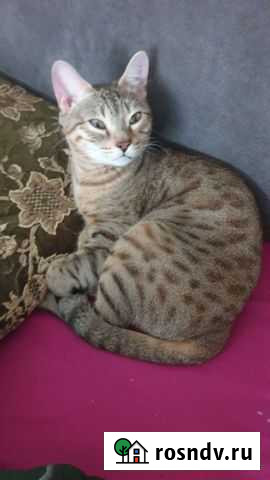 Бенгальская кошка бесплатно Красноярск - изображение 1