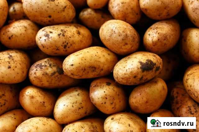 Картофель на еду Череповец - изображение 1