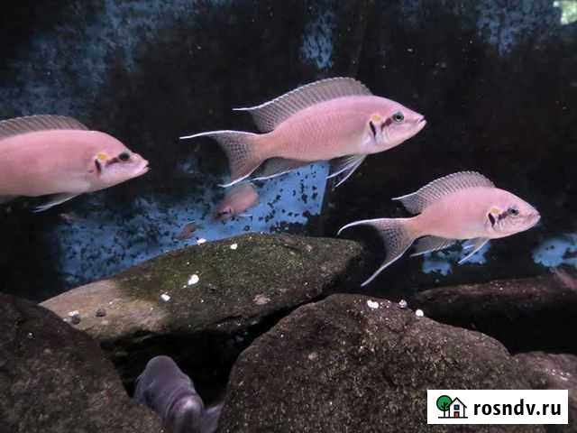 Принцесса Бурунди,Данио Иваново - изображение 1