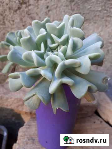 Суккуленты Сочи - изображение 1