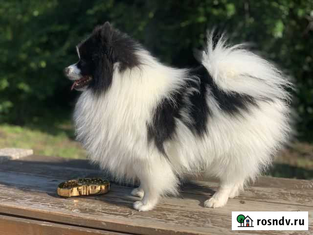 Шпиц вязка патиколор Ростов-на-Дону - изображение 1